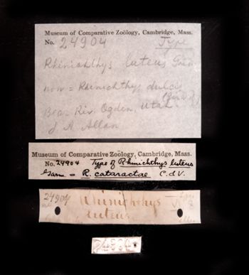 Media type: image;   Ichthyology 24904 Description: photograph;  Aspect: labels